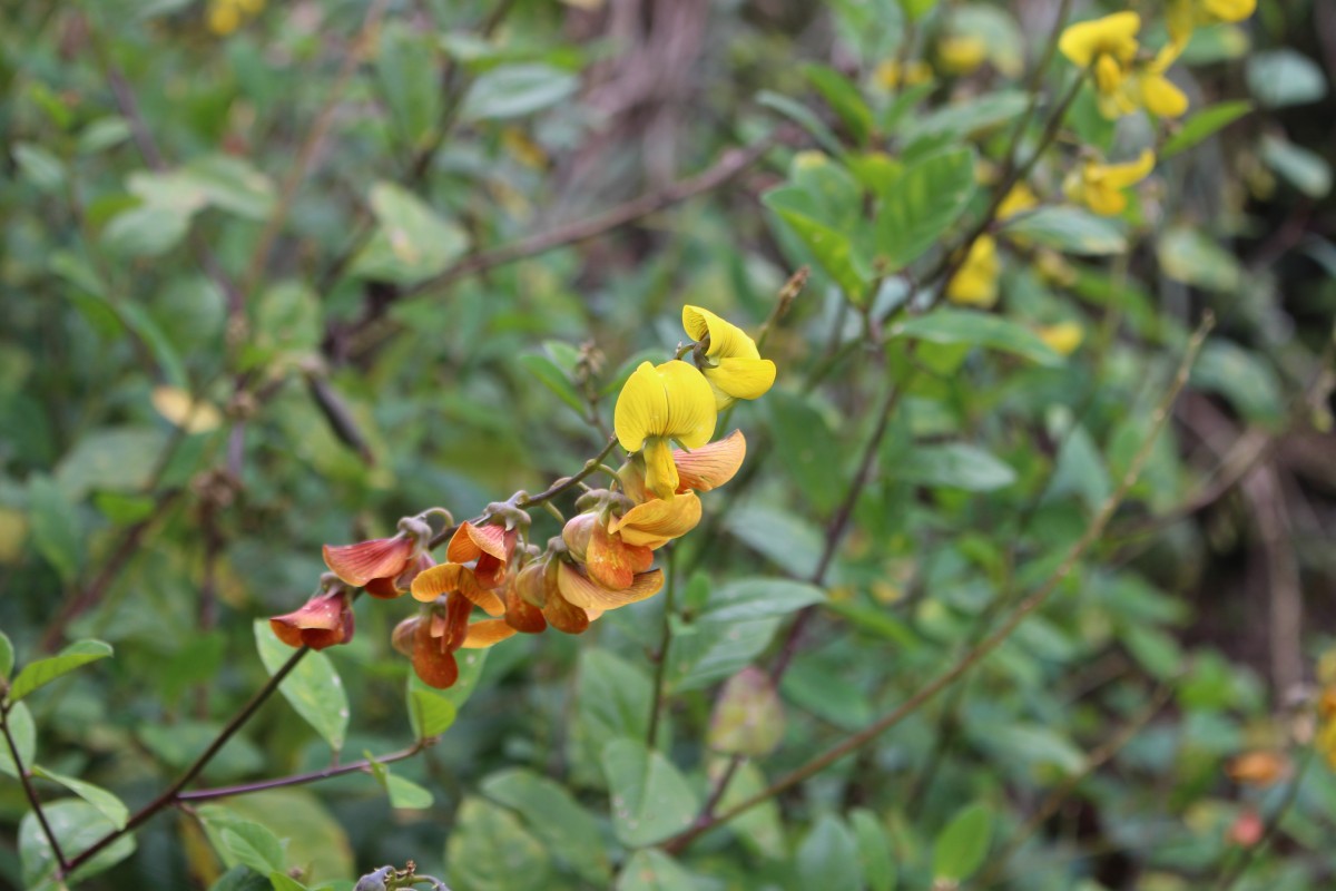 Crotalaria walkeri Arn.